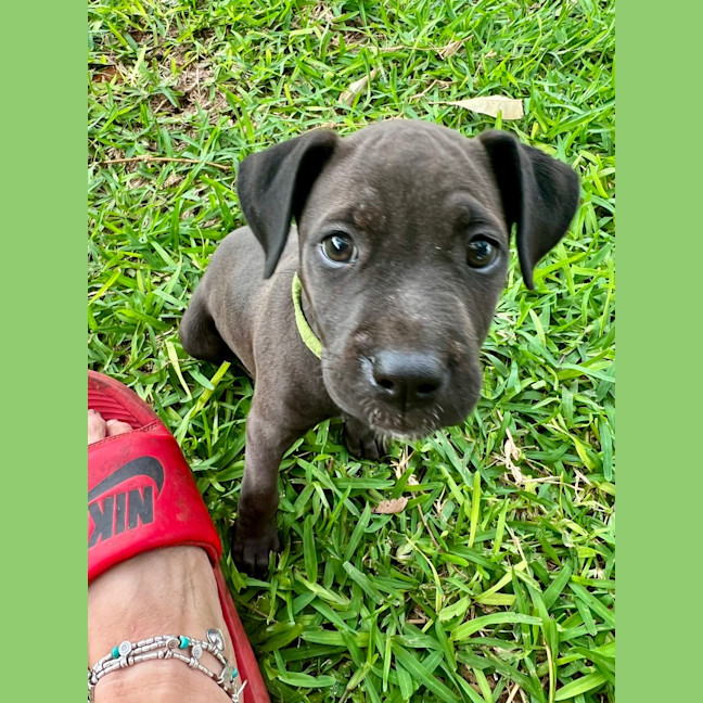 Photo of Pollen (Green Beans)
