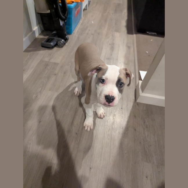 Photo of Bontempelli