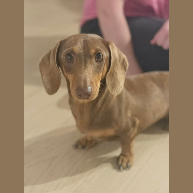 Photo of Hazel ⭐️ 