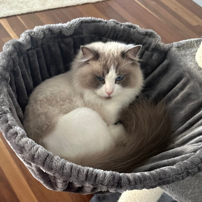 Photo of Chloe 💕   Assisted Rehome