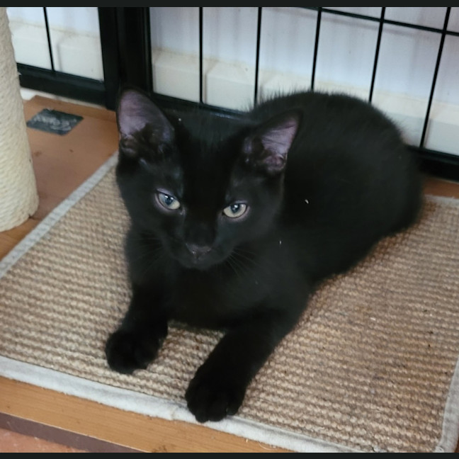 Photo of 🐈‍⬛ Franklin & Tessa ❤️