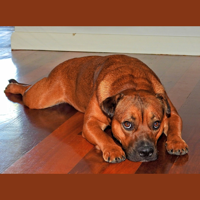 Photo of Princess (Prinny)