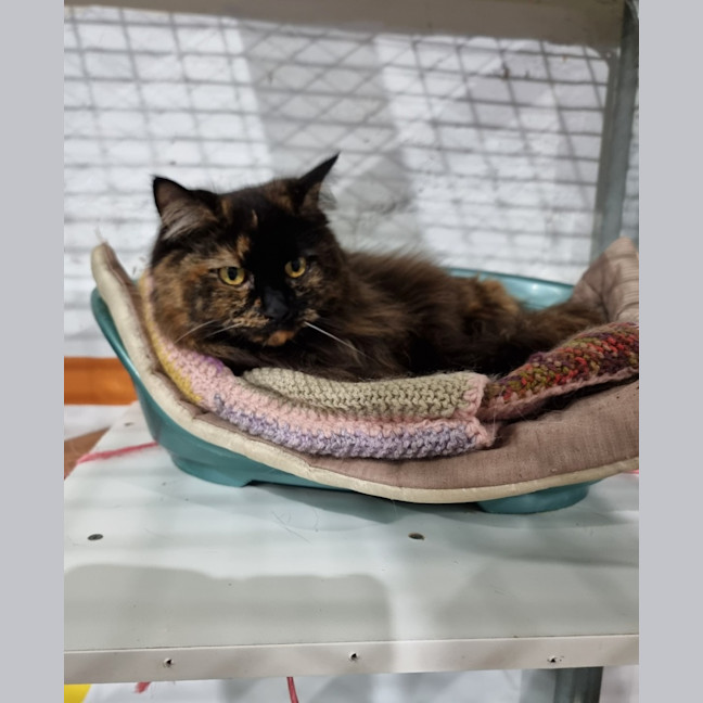 Photo of Clover