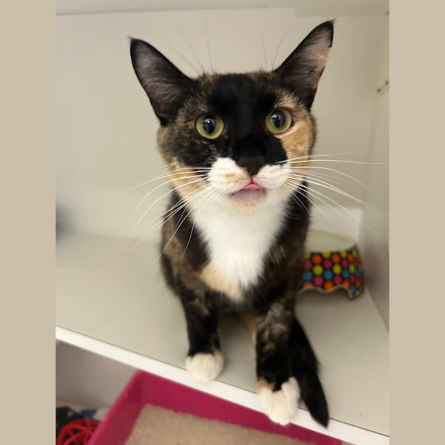 Photo of Jelly Belly