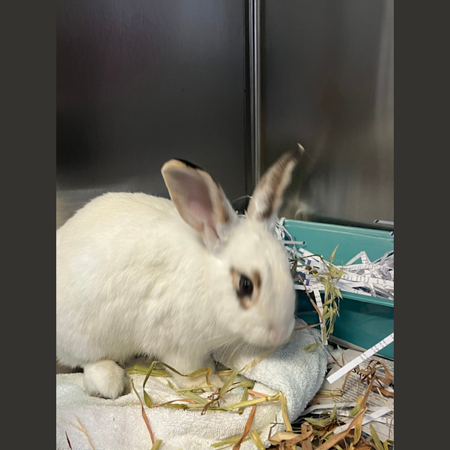 Photo of Rabunzel (Daisy)