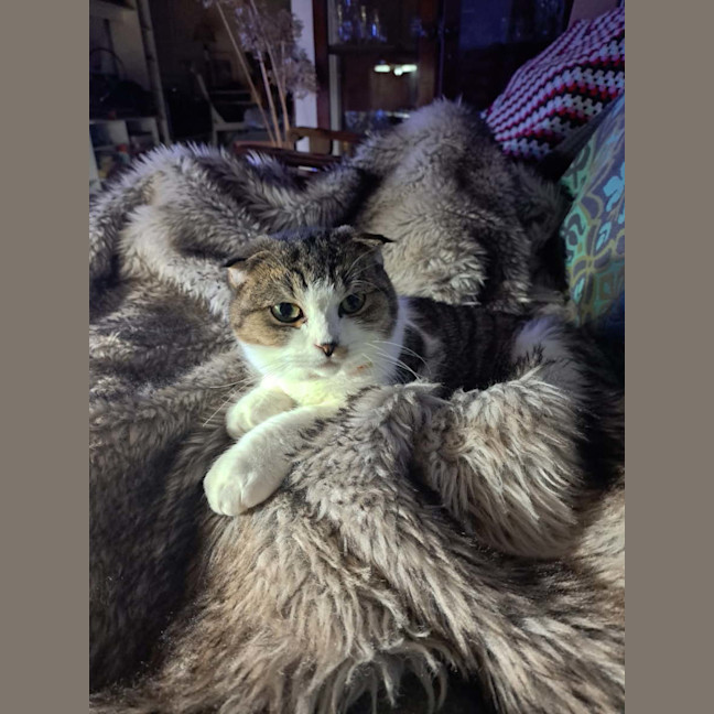 Photo of Melody