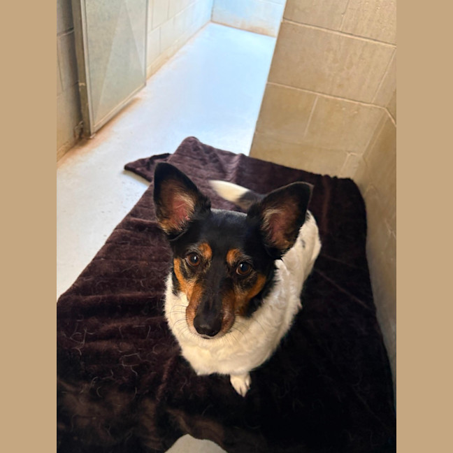 Photo of Gogo