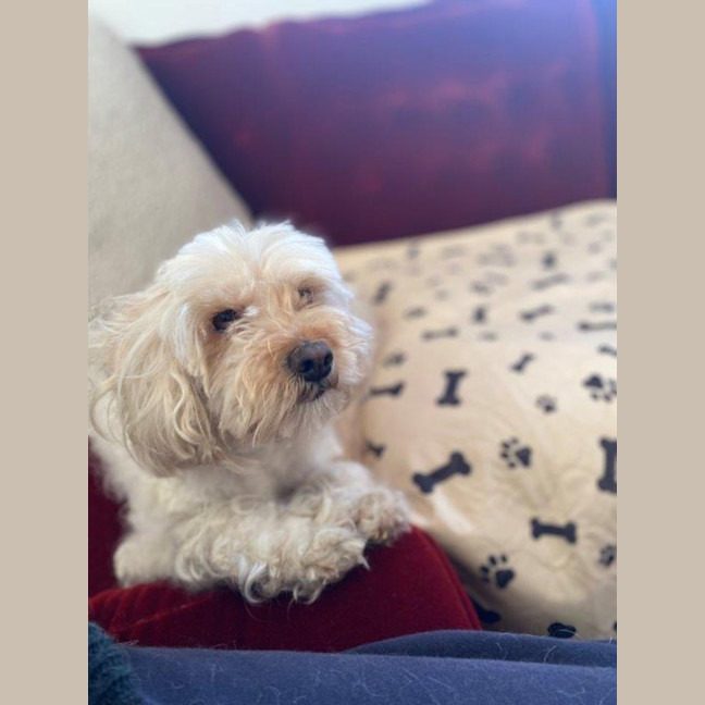 Photo of Tinkerbell Kumara