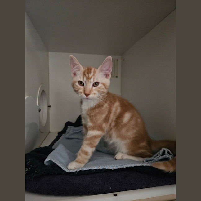 Photo of Tik