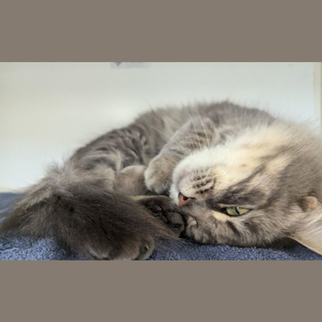 Photo of Moochi
