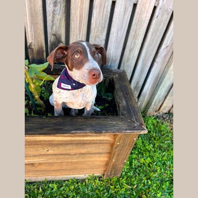 Photo of Banjo