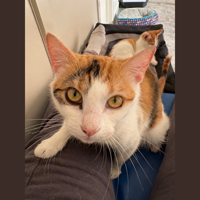 Photo of Annabelle