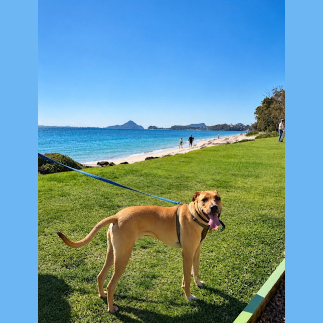 Photo of Timmy   1 Year Old Mastiff X