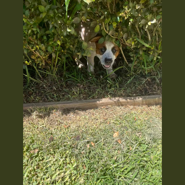 Photo of Budge