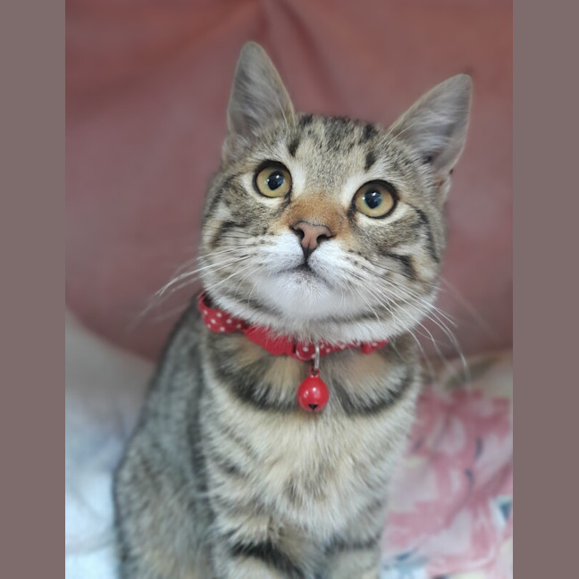 Photo of Nemo