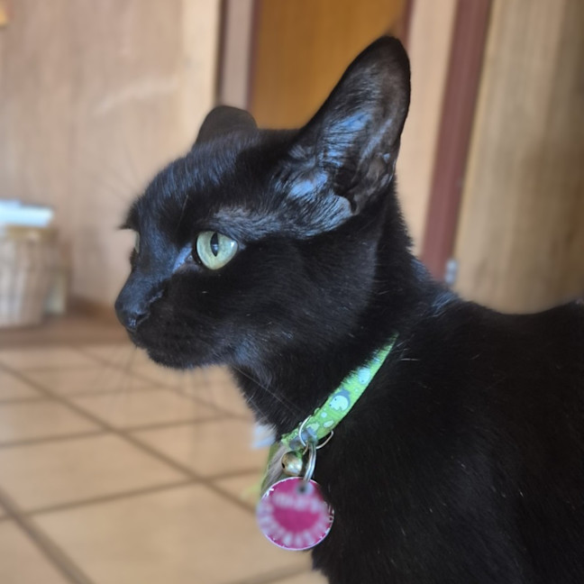 Photo of Tinkerbelle