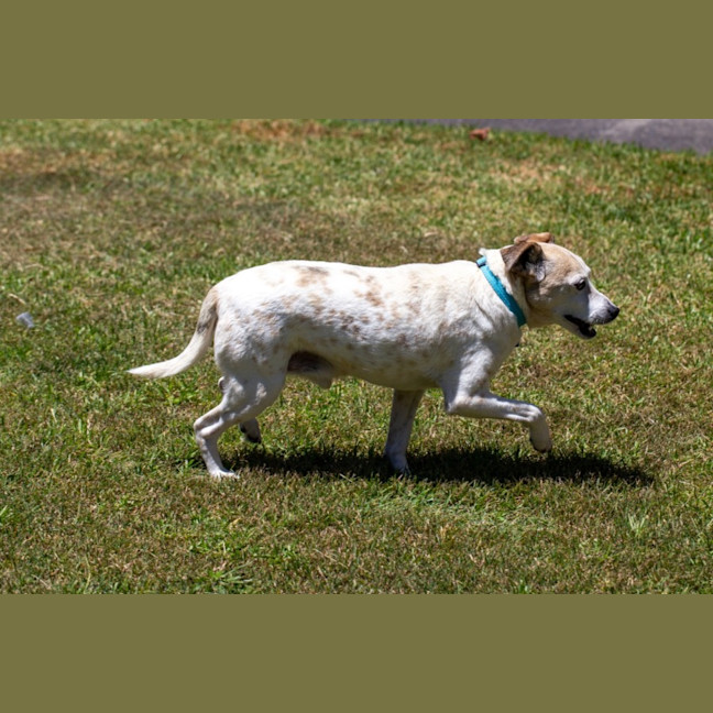 Photo of Rex   14 Year Old Mini Foxie