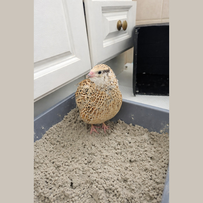 Photo of Edamame, Chickpea & Butterbeans