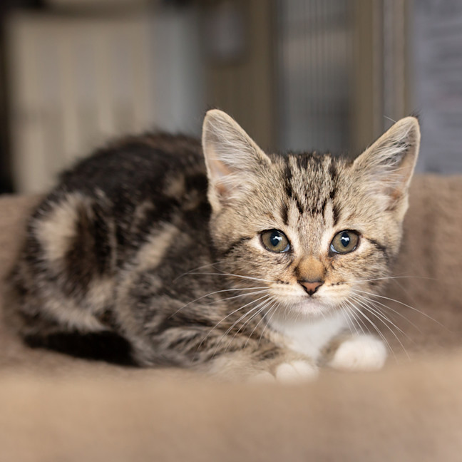 Photo of Kit Cat