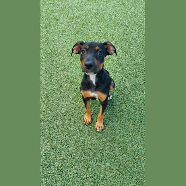 Photo of Tilly