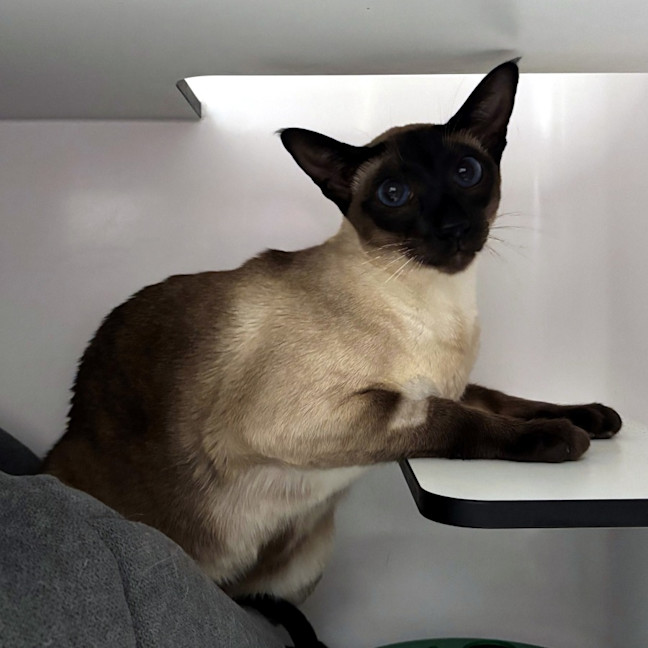 Photo of Stanley Sta013508