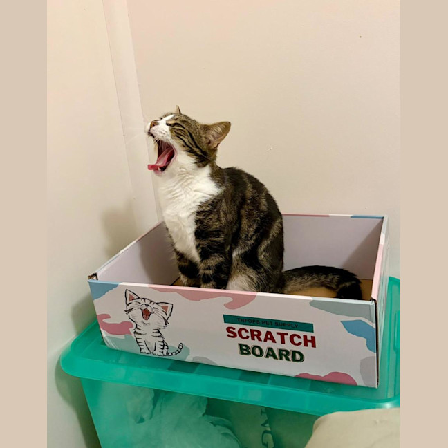 Photo of Maple