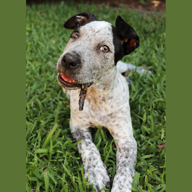 Photo of Wallace