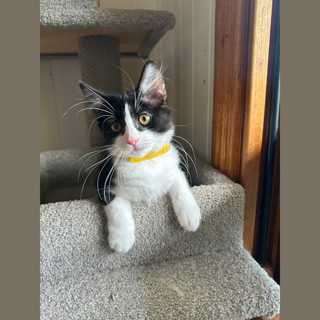 Photo of Pickle