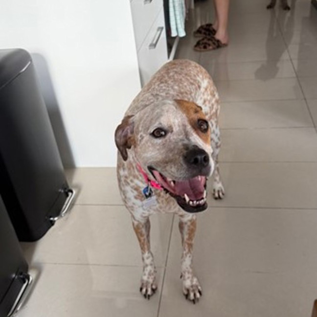 Photo of Kahlua *$250 Adoption Fee*