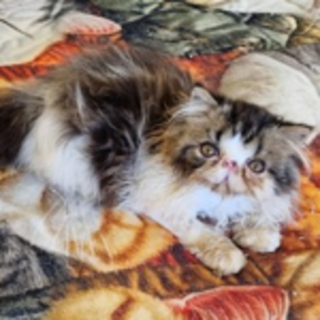 Photo of Malo