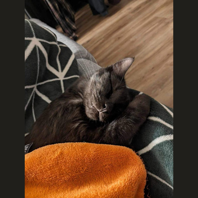 Photo of Percival