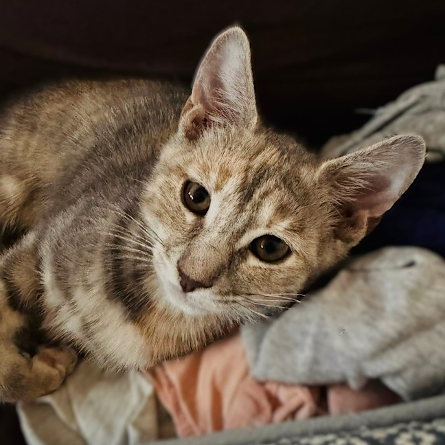 Photo of Lavender