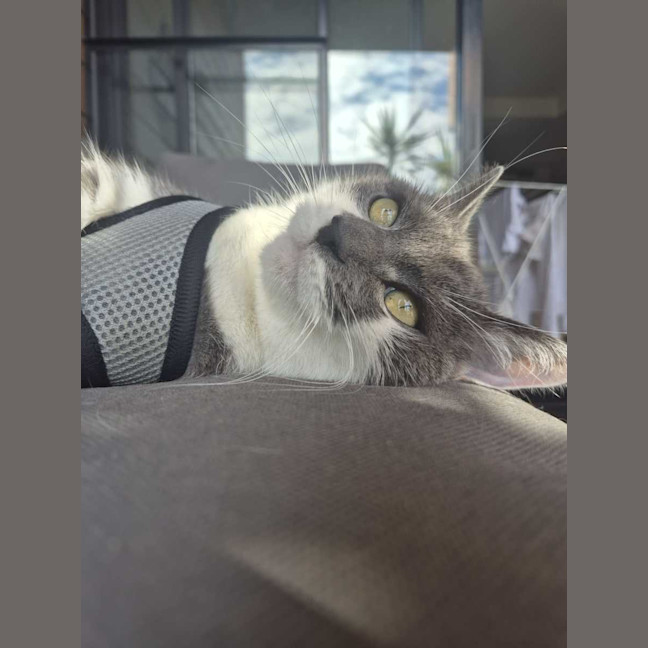 Photo of Smokey