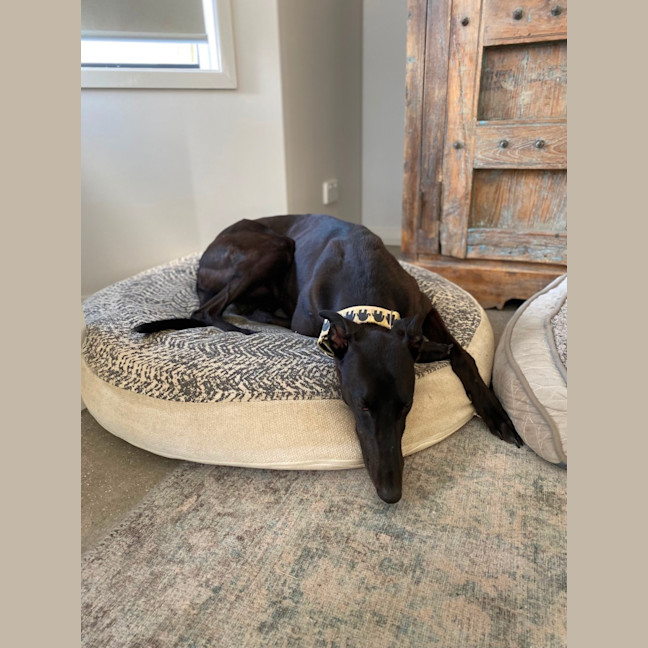 Photo of Precious The Greyhound 