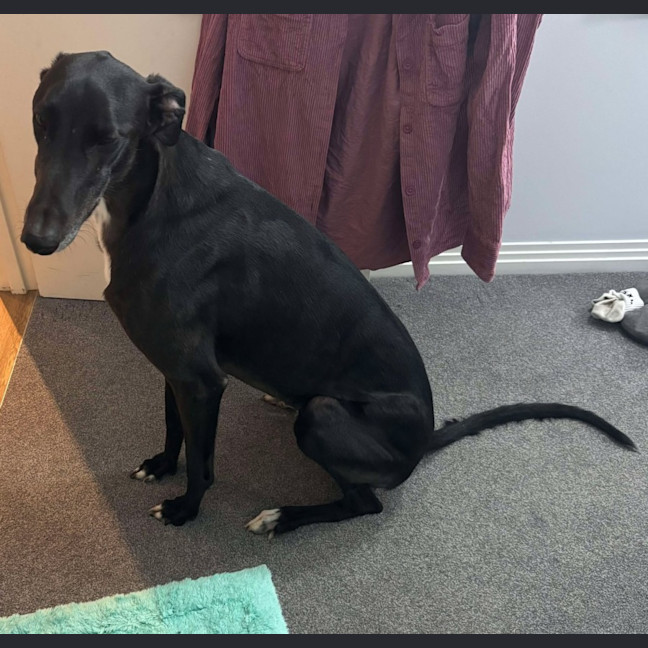 Photo of Rowdy, The Gentle Greyhound