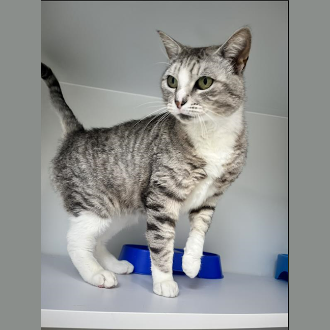 Photo of Sheba