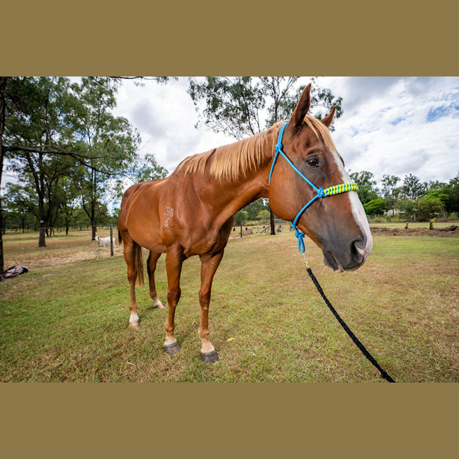 Photo of Big Red