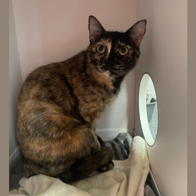 Photo of Indie
