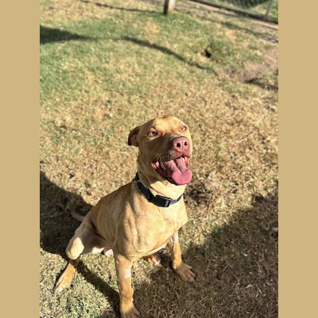 Photo of Goose
