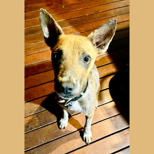 Photo of Diesel