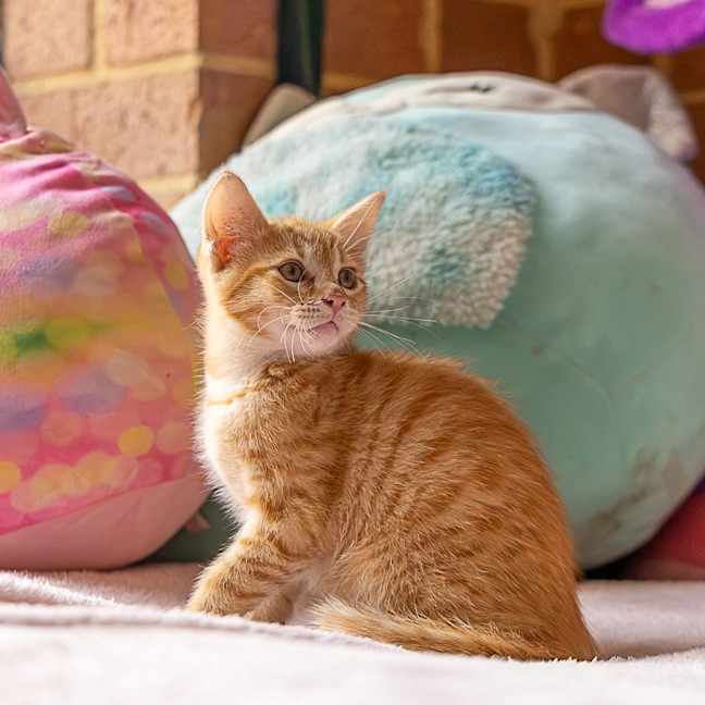 Photo of Nacho