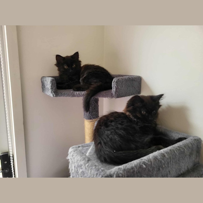 Photo of Darth Meet Me @Petstock Keysborough Store 