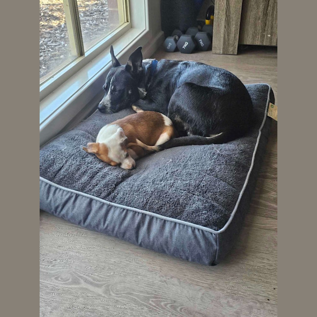 Photo of Oreo