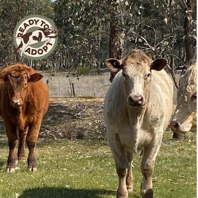 Photo of Coco, Custard, And Labrador