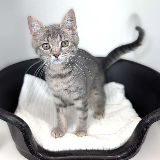 Photo of Pepper