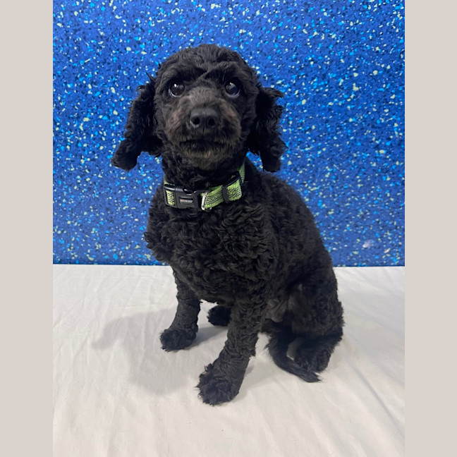 Photo of Scruffy