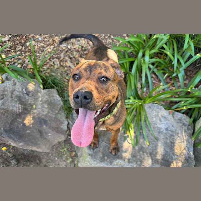 Photo of Tigress