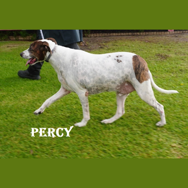 Photo of Percy