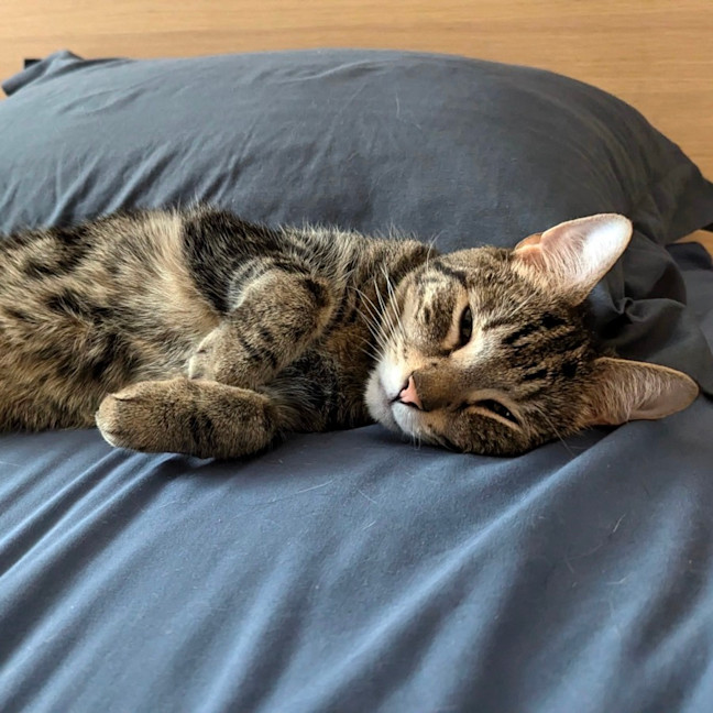 Photo of Pumpkin & Peppa