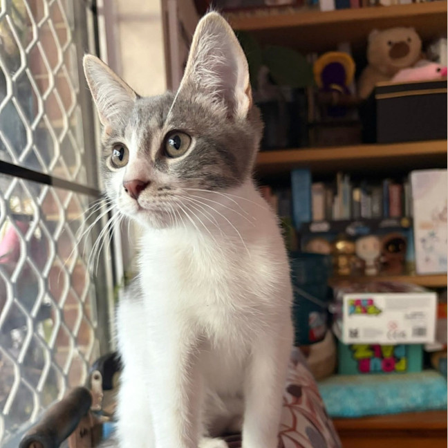 Photo of Havarti